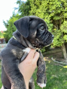 AMERICAN BULLY XL s PP - 11