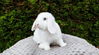 Zakrslý beránek, králíček, králík - TYMIÁN - 11