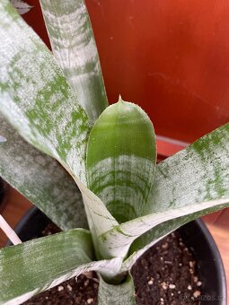 Bromélie Echmea pruhovaná (Aechmea fasciata)🌺 - 11