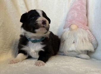 Border kolie s PP - 11