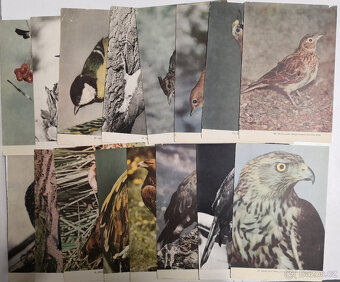 Atlas obratlovců 3-Ptáci - 11