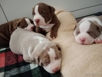 American Bully pocket size POCKET/STANDARD - 11