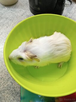 Morčata - samičky - 11