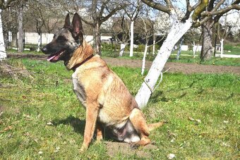 Malinoiska Naomi hledá domov - 11