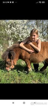 Shetland a mini Shetland - 11