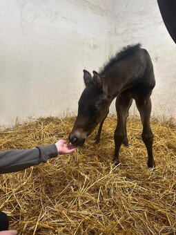 Nadějný drezurní hřebeček po odstavu Toto Gold/Glamourdale - 11