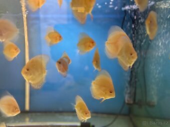 Terčovec Discus - 11