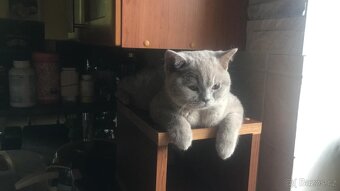 Britská modrákoťátka - 11