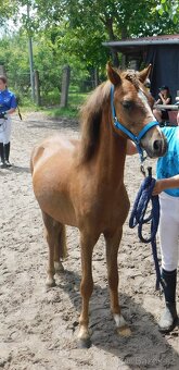 valach pony - 11