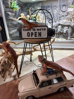 Agama vousatá ihned k odběru - 11