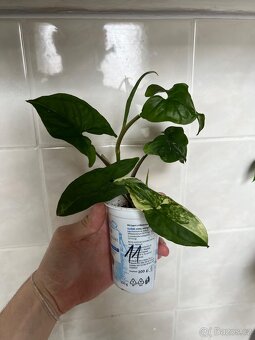 Syngonium variegata - 11