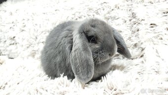 Zakrslý beránek, králíček, králík - BONNY - 11