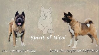 Americká akita s pp - 11