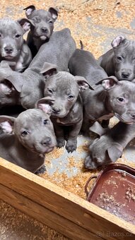 Americký stafordširský teriér - 11