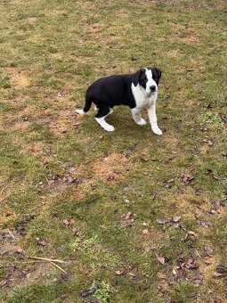 Štěňátko mix Aussie a Ohař s PP - 11