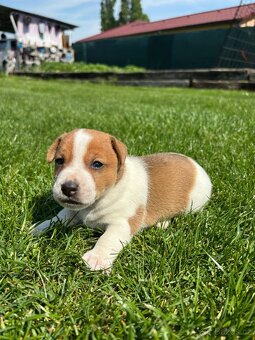 Jack russel teriér - 11