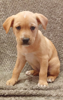Kříženci – retrívr x labrador x ridgeback x stafford - 11