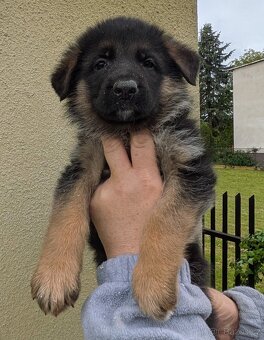 Nemecky ovcak kratkosrsty - 11