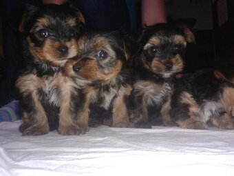 Jorkšírský teriér krytí, připuštění - 11