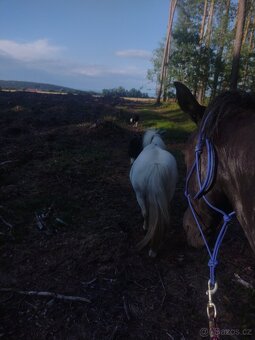 Wpbr/QH pony 9 let - 11