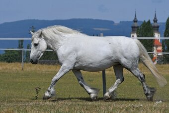 Fellský pony - top klisna - 11