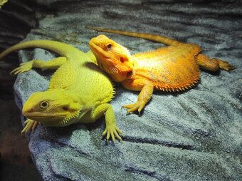 3x Agama vousatá, 3x terárium, 3x box s Blaptica dubia - 11