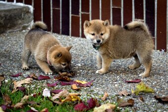 Shiba inu s PP - 11