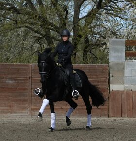 Připouštění drezurním plemenným hřebcem - 11