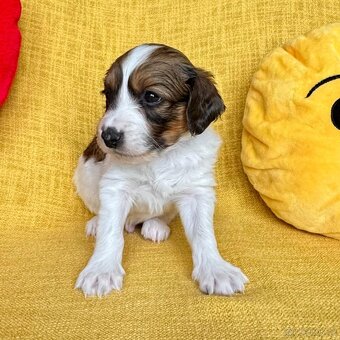 Šteňátka Kooikerhondje – Holandský vábič kačiek - 11