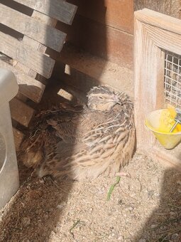 Násadová křepelčí vejce, vajíčka - 11