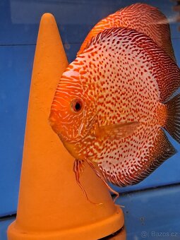 Discus-Terčovec - 11