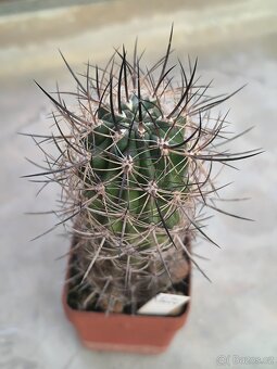 Kaktusy - 11