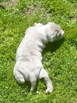 American bully XL - 11