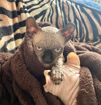 Koťata s PP Sphynx-Elf, narozená 17. 7. 2025 - 11