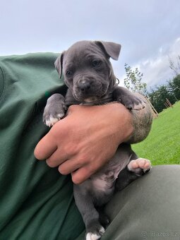 🐾 Americký stafordšírský teriér – modrá štěňátka - 11