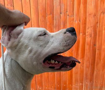 Argentinská doga štěňata PŘIJÍMÁME REZERVACE - 11