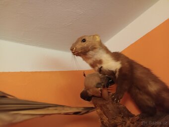 Vycpaná zvířata - 11