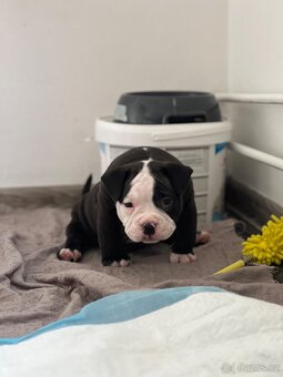 American Bully pocket - 11