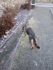 Daruji fenku německý ovčák kříženka - 11