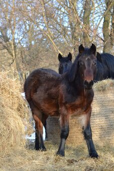 Welsh cob - hříbata 2025 - 11