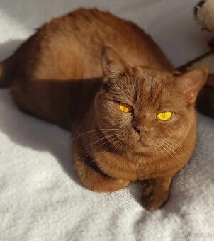 Krasna britská kratkosrstna koťata bez PP - 11