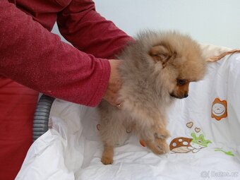POMERANIAN - 11