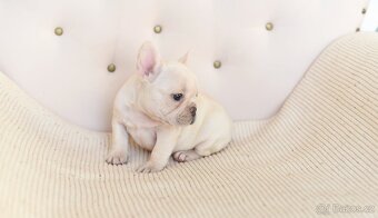 Francouzsky buldocek-ruzne barvy - 11