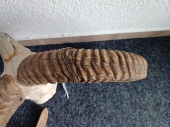 Muflon trofej (rohy; toulce) 70 cm - 11