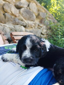 Bernský salašnický X labrador - 11