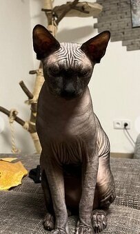 Kanadský Sphynx koťátka - 11