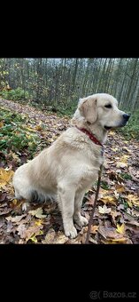 Štěňata Zlatý retrívr - 11