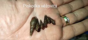Akvárium, šneci, krevetky neocaridina Bloody mix, Orange - 11