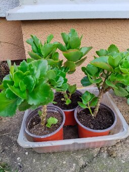 Haworthia, měsíční kámen, tlustice, kopřiva - 11