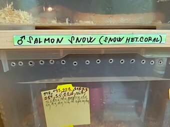 Užovka červená Dospělci Ověření - 11